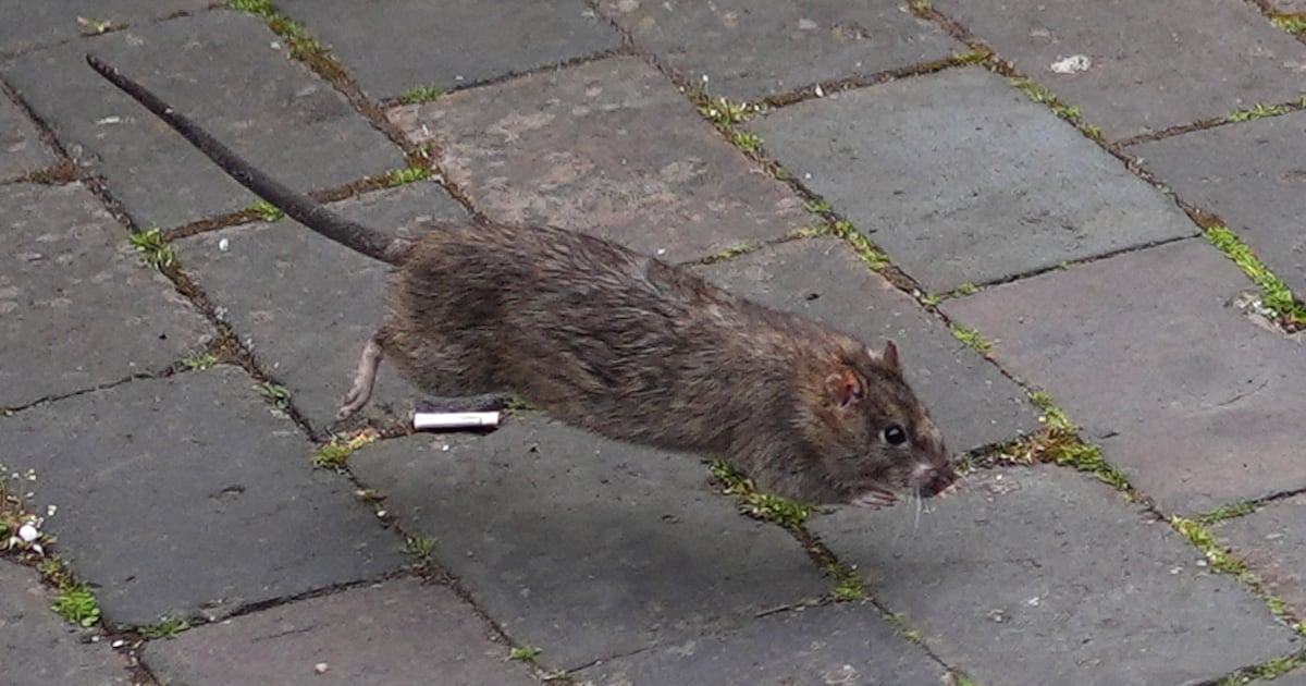 NI has highest rat activity spike in UK