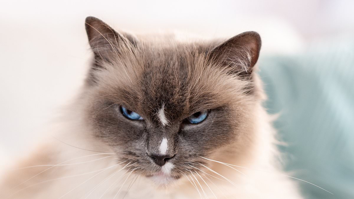 Face it, your cat doesn't care about you: Felines 'rarely help' their owners - while dogs engage with humans like toddlers, study finds