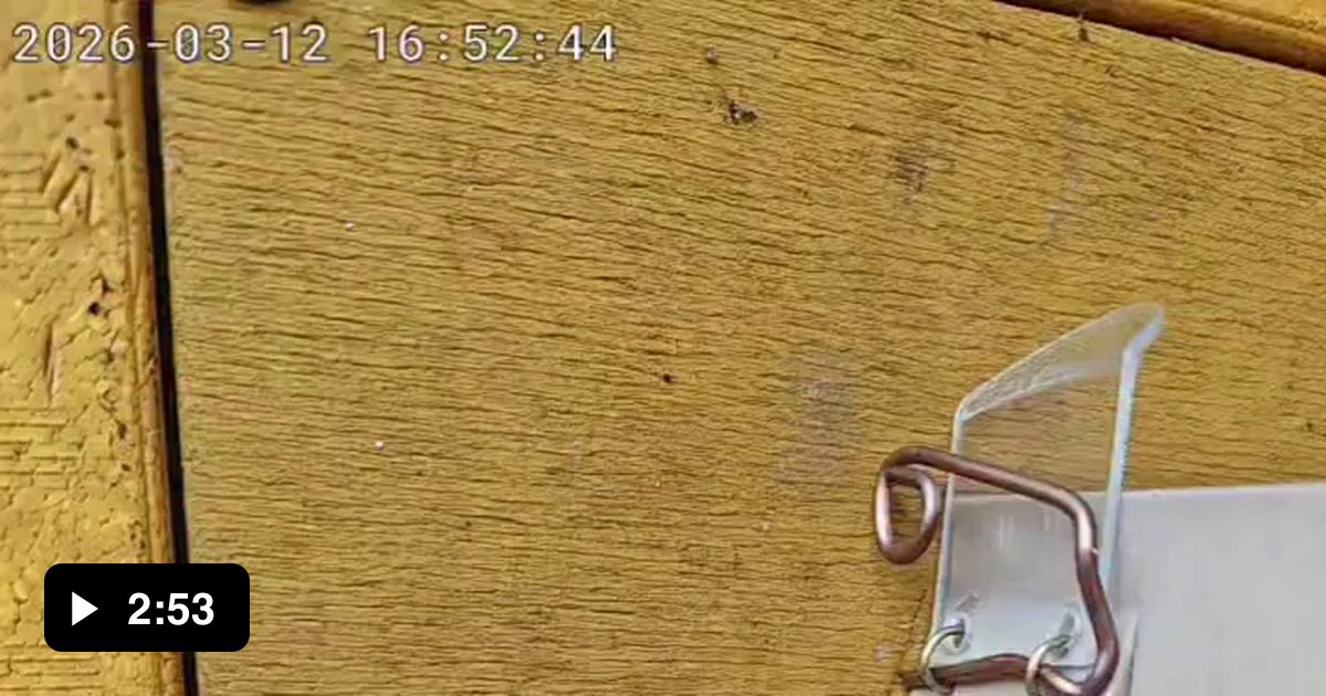 The bumblebee queen learns how to use the protective cap in less than 24 hours.