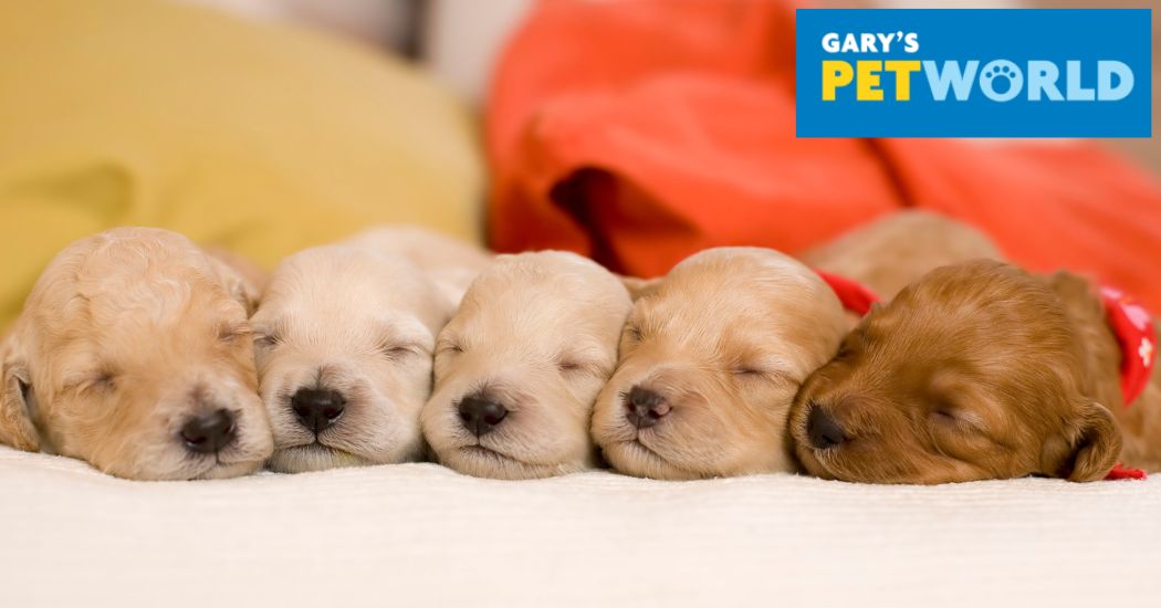 DD Pet Corner: What you need to know about worming