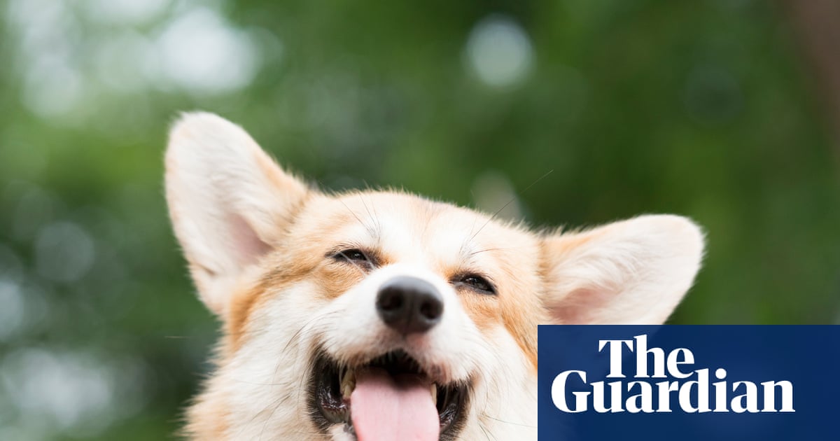 Group of dogs that went missing in China go viral after walking 17km home