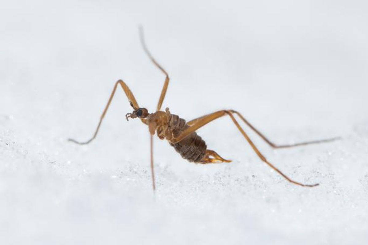 Snow Flies Survive Freezing Temperatures Using Mammal-Like Heat and Fish-Like Antifreeze