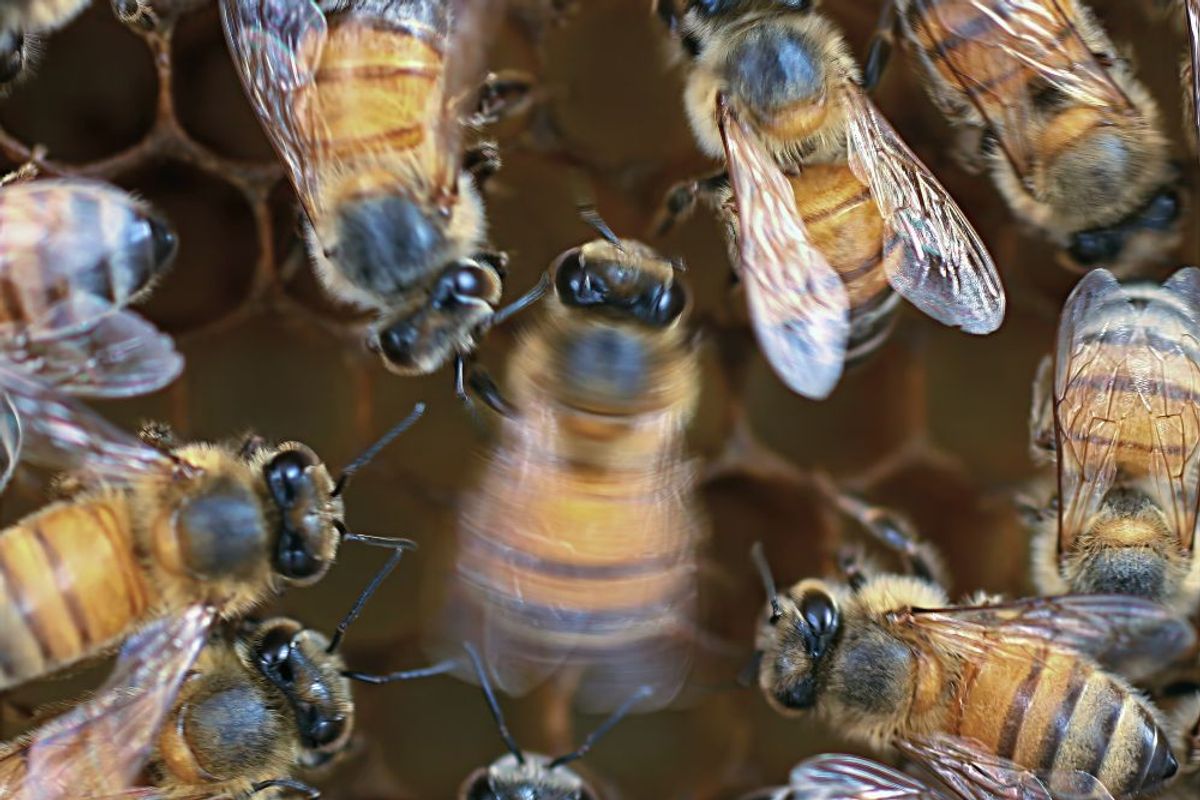 Honey Bees' Waggle Dance &mdash; Wiggling and Looping Motions &mdash; Changes With the Crowd