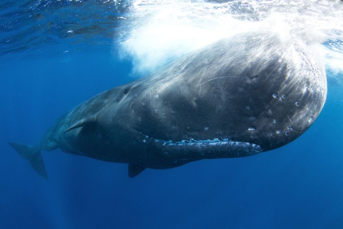 Drone Footage Reveals Sperm Whales Head-Butting &mdash; Echoing Tales That Inspired Moby Dick