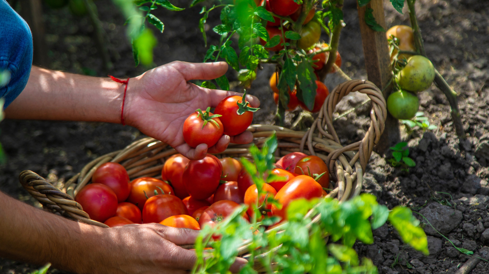 This Easy Fertilizer DIY Makes Gardens Thrive (Goodbye Coffee Grounds And Miracle-Gro)