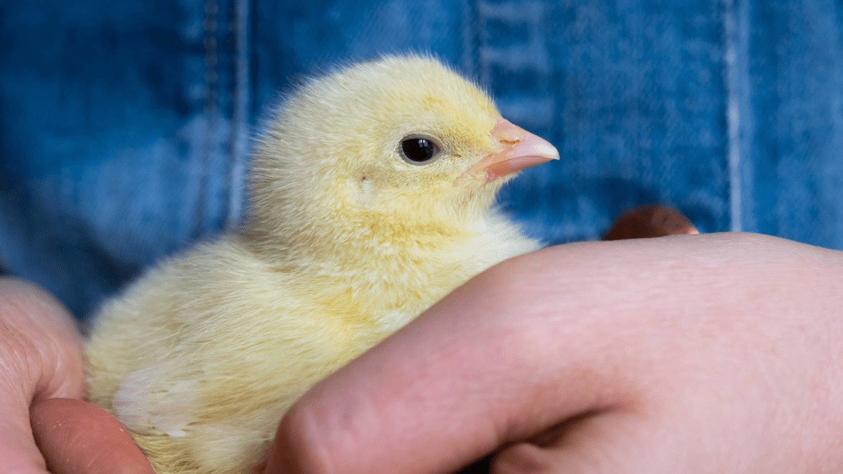 Baby chicks like gentle pets—like really gentle