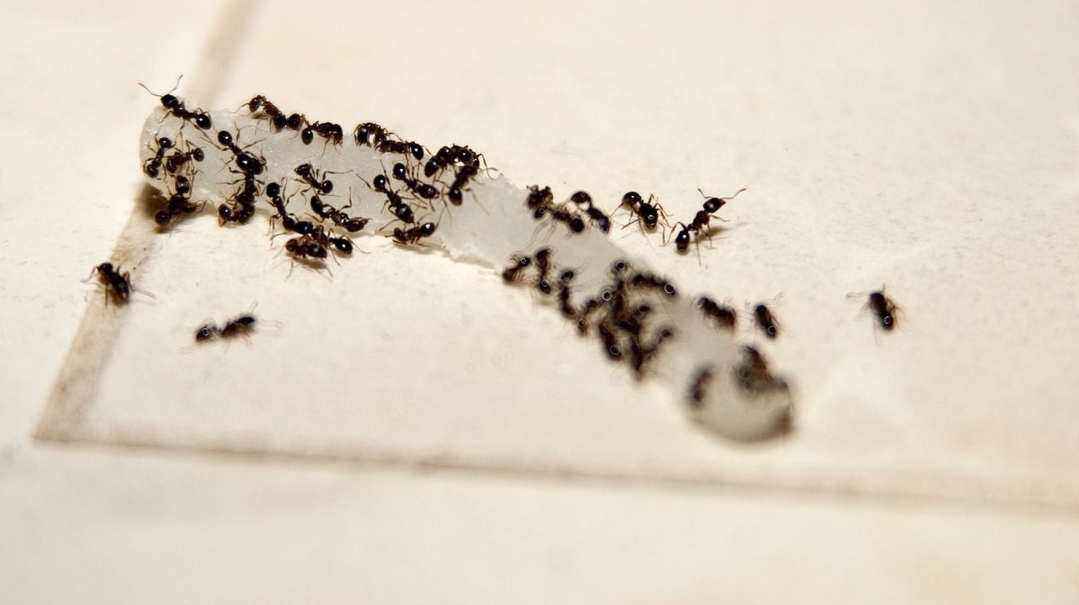 3 myths about keeping ants out of your house
