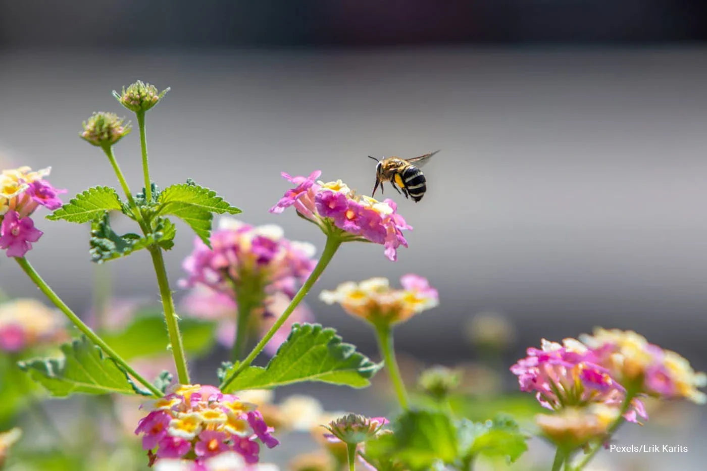 How to Build a Bee-Friendly Garden