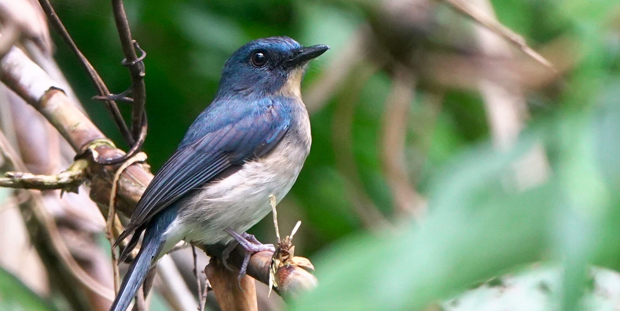 Once lost, now found: Five “missing” bird species rediscovered in 2025, offering hope