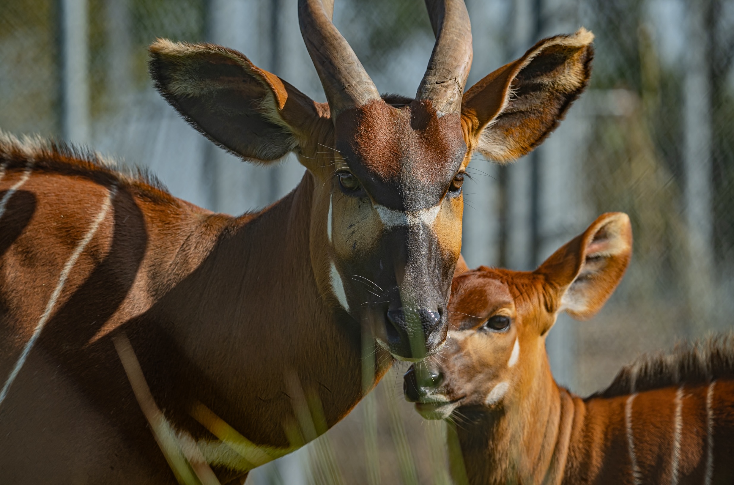 Kenya to receive 4 mountain bongos from European zoos