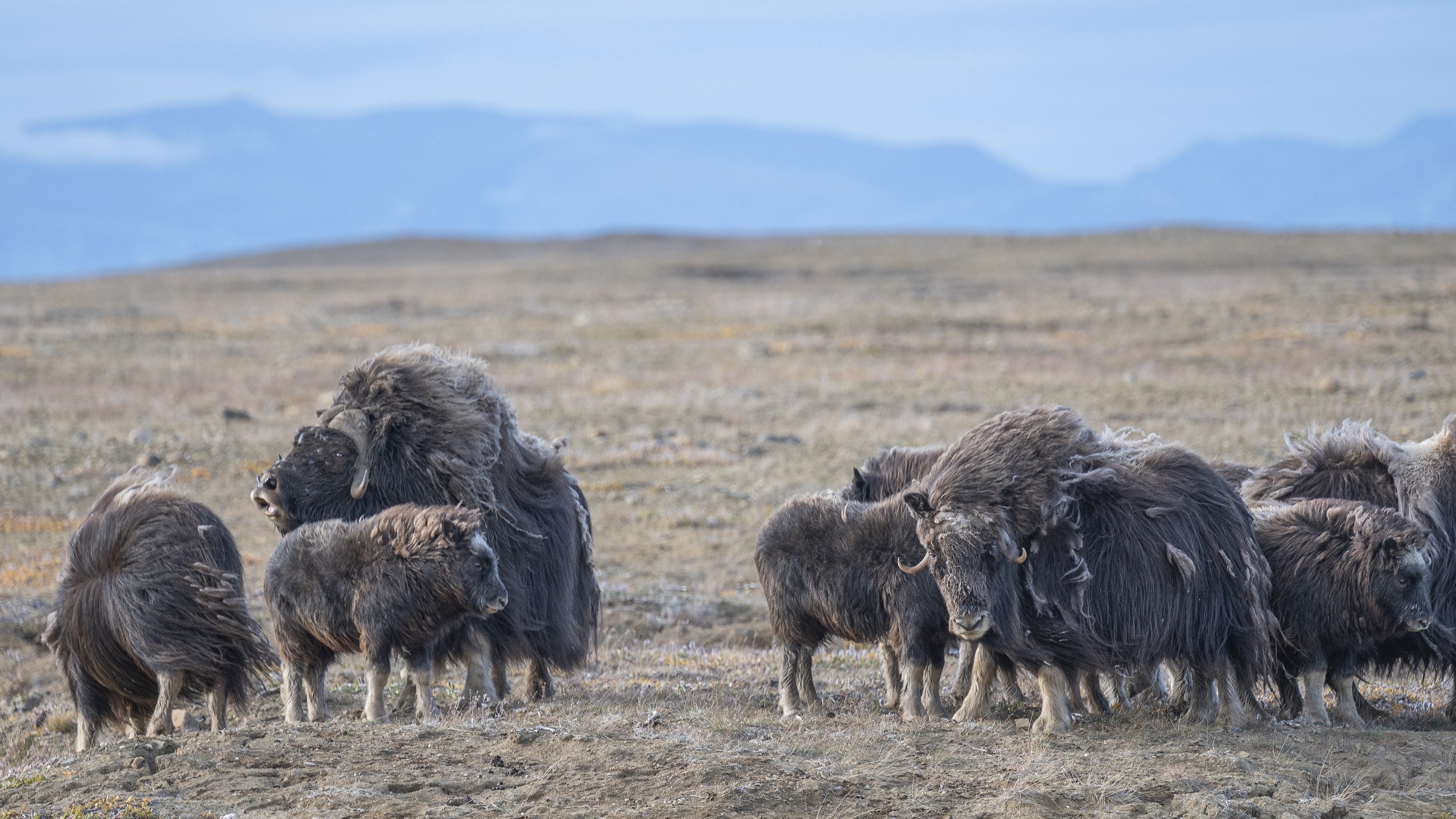 Canadian muskoxen hit by double punch of novel diseases and climate change