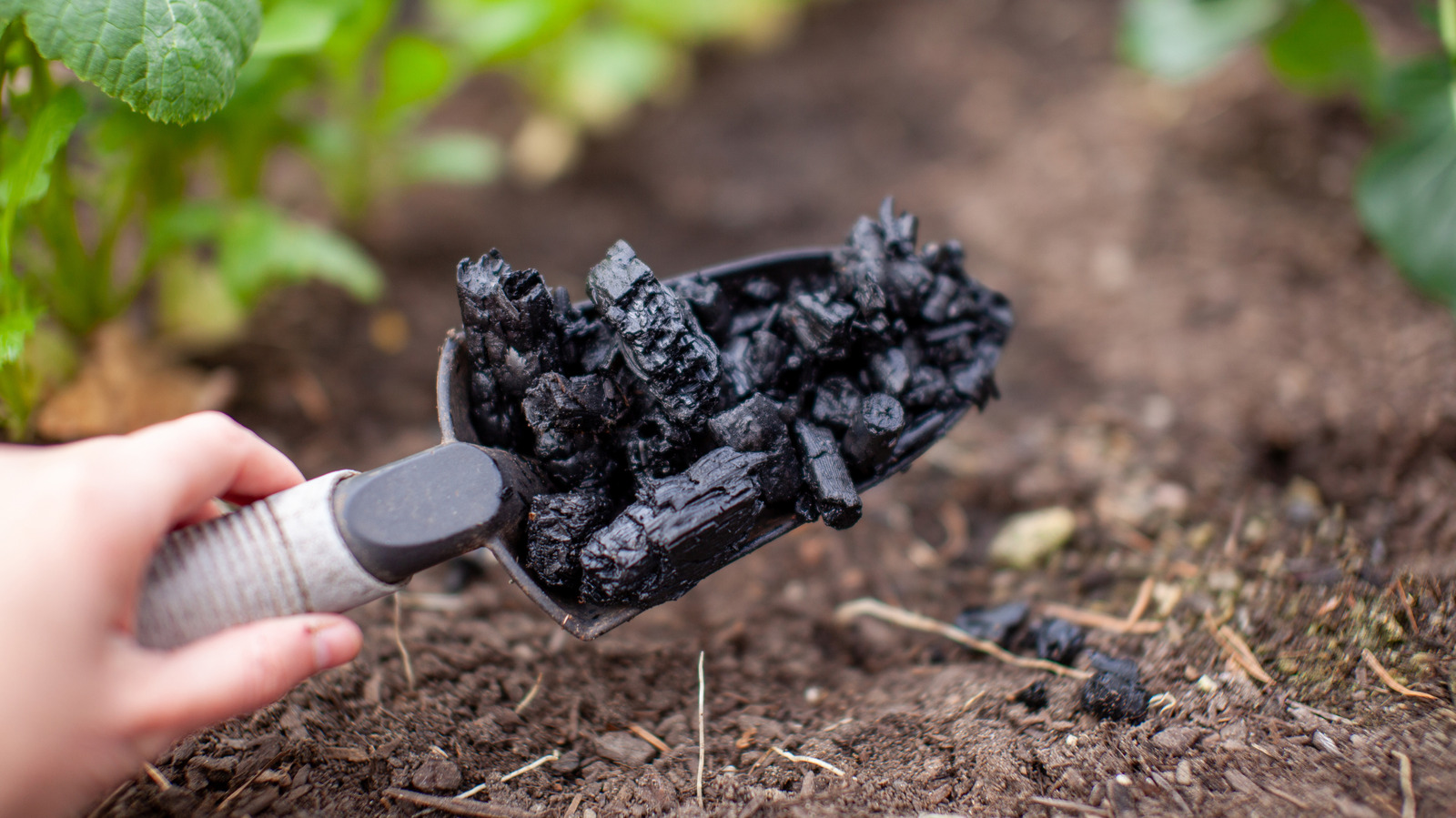 5 Safe And Effective Ways To Use Charcoal In Your Vegetable Garden