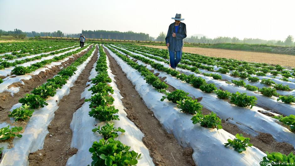 How farmers are rising to a fertilizer shortfall