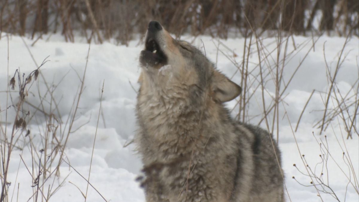 40 Years After Chernobyl, Wolves May Be Adapting to Live With Radiation