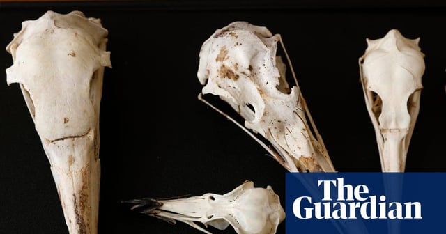Scientists believe birds’ skulls hold clues to inner lives of long-extinct dinosaurs