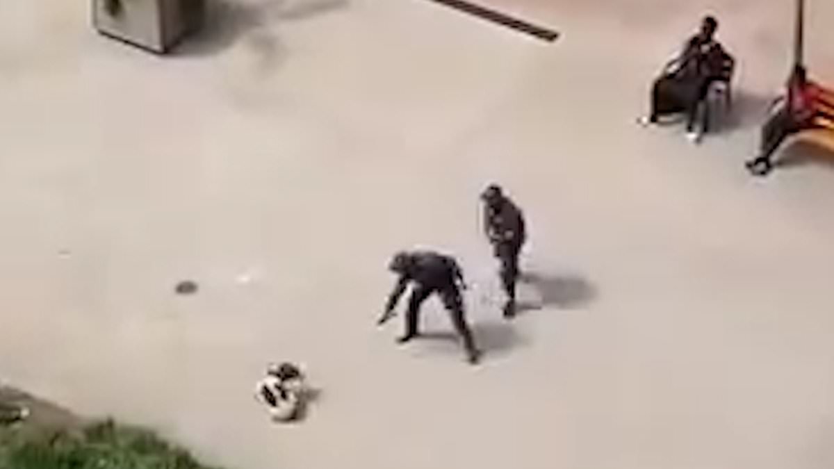 Heart-breaking footage shows dogs being rounded up for 'mass killing' in Morocco ahead of World Cup - with 'millions set to be slaughtered'