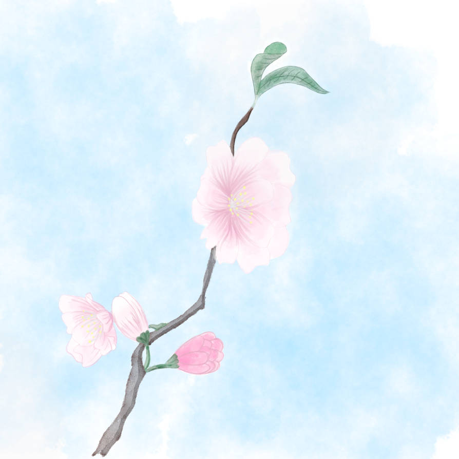 Cherry blossom by DeviantArtScott on DeviantArt