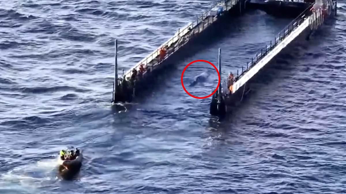 Timmy the whale is finally free: Stranded humpback spouts a final goodbye and disappears into the ocean after criticism of rescue mission that cost millions