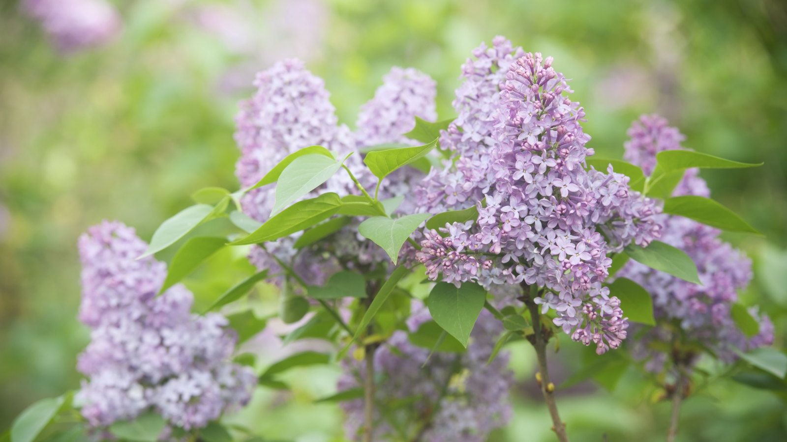 6 Beautifully Scented Hedge Plants To Transform Garden Boundaries into Natural, Sensory Surrounds