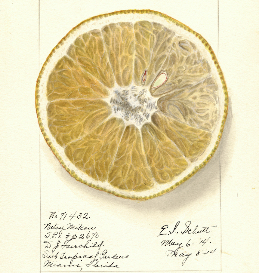 Hyperreal Pomological Watercolours by Ellen Isham Schutt, 1910