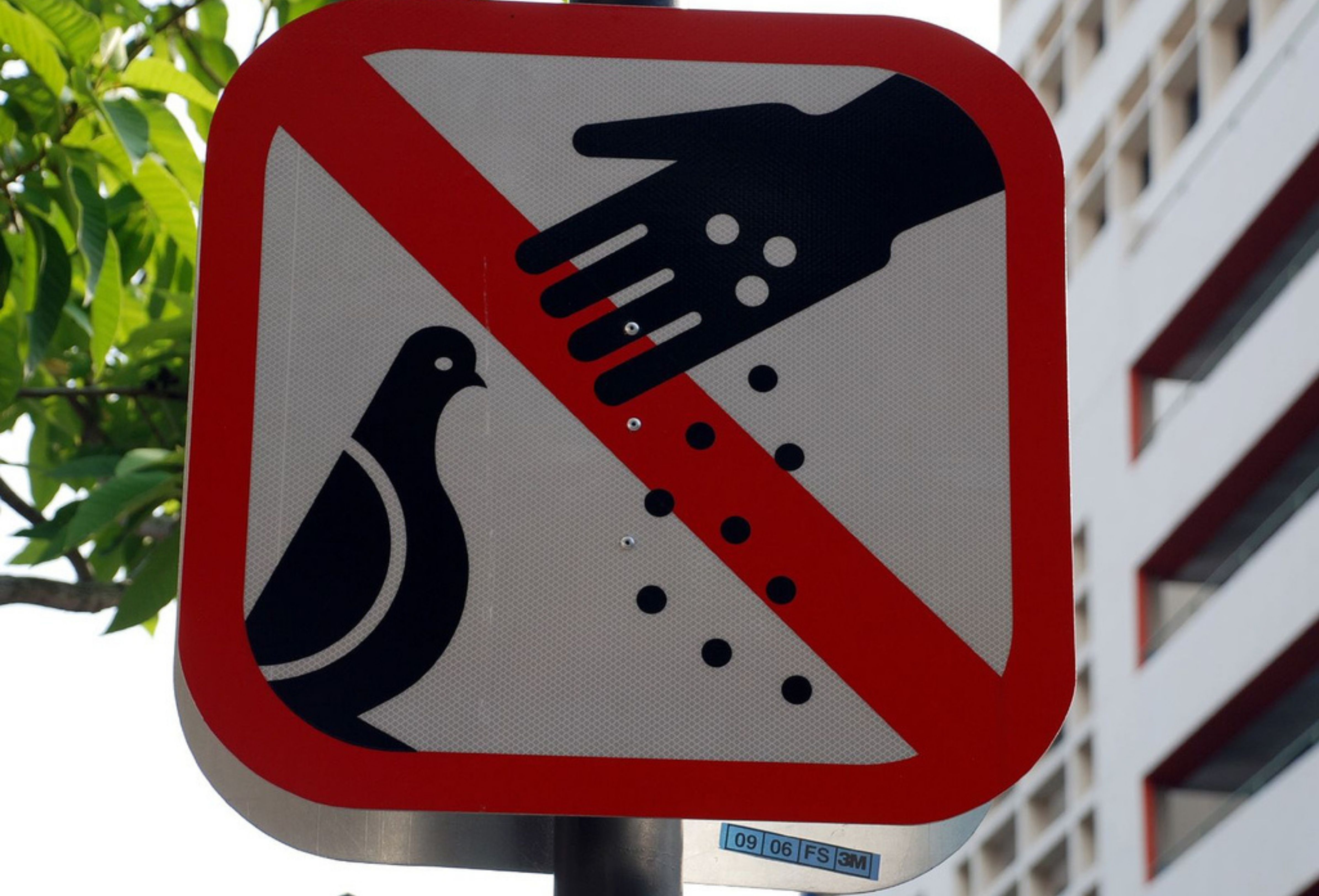 Illegal wildlife feeding in Singapore could now lead to imprisonment for repeat offenders