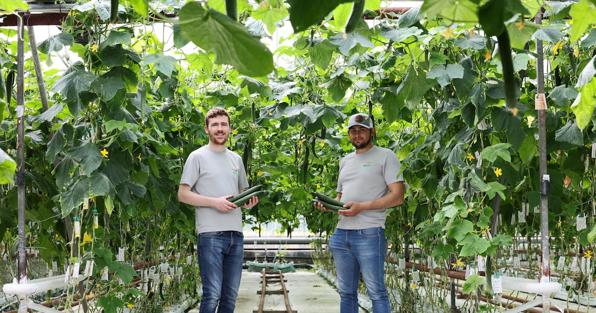 ‘We’ve lost a few crops in recent years, like iceberg lettuce. There is just one grower left’