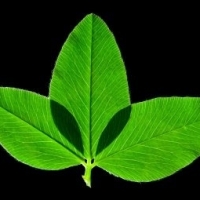 crazykratom