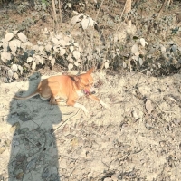 khghil