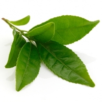 Fiiortop Gixo