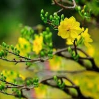 trankhoa856325